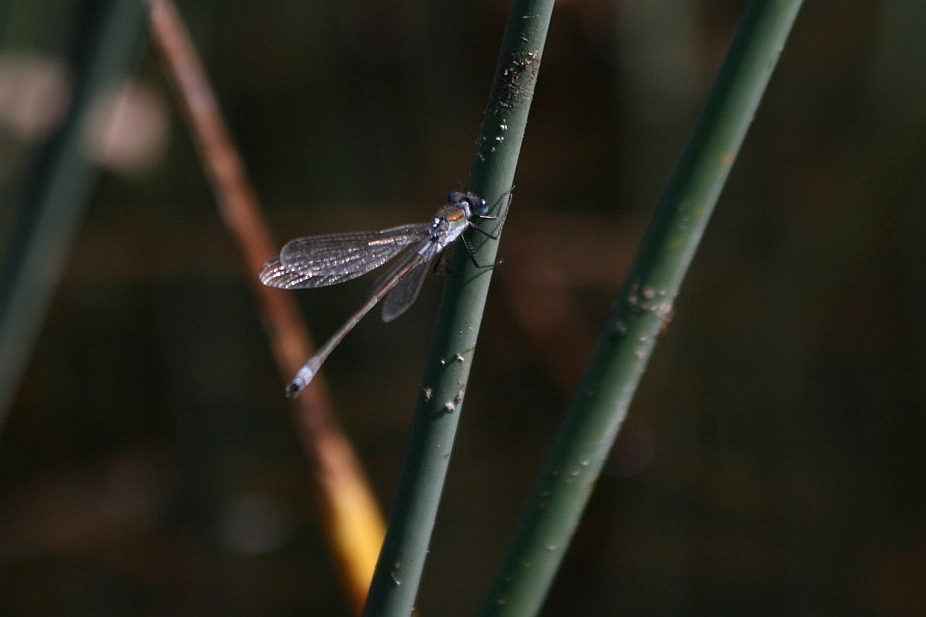 Lestes virens? no, sponsa