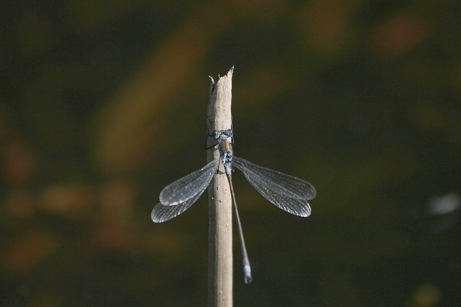 Lestes virens? no, sponsa