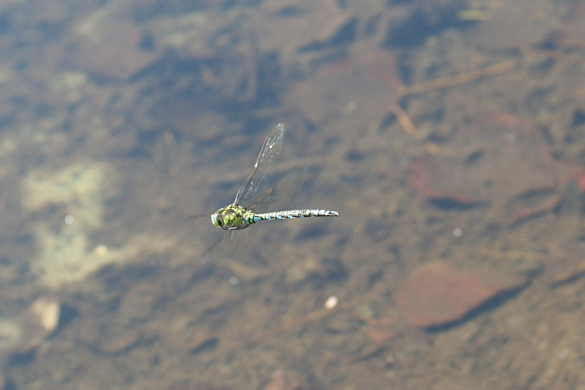 Aeshna cyanea in volo