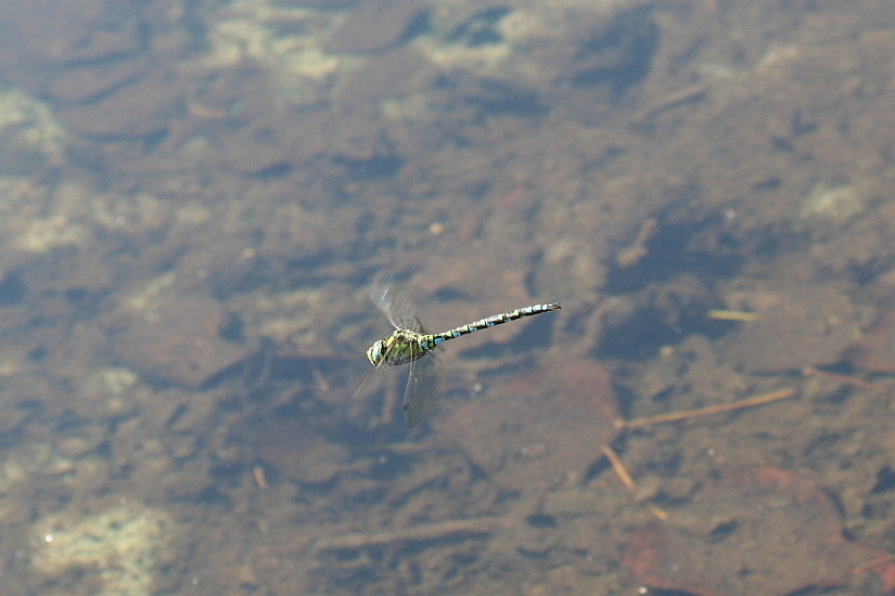 Aeshna cyanea in volo