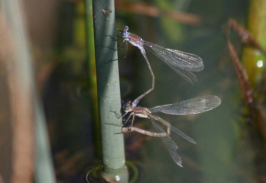 Lestes virens? no, sponsa