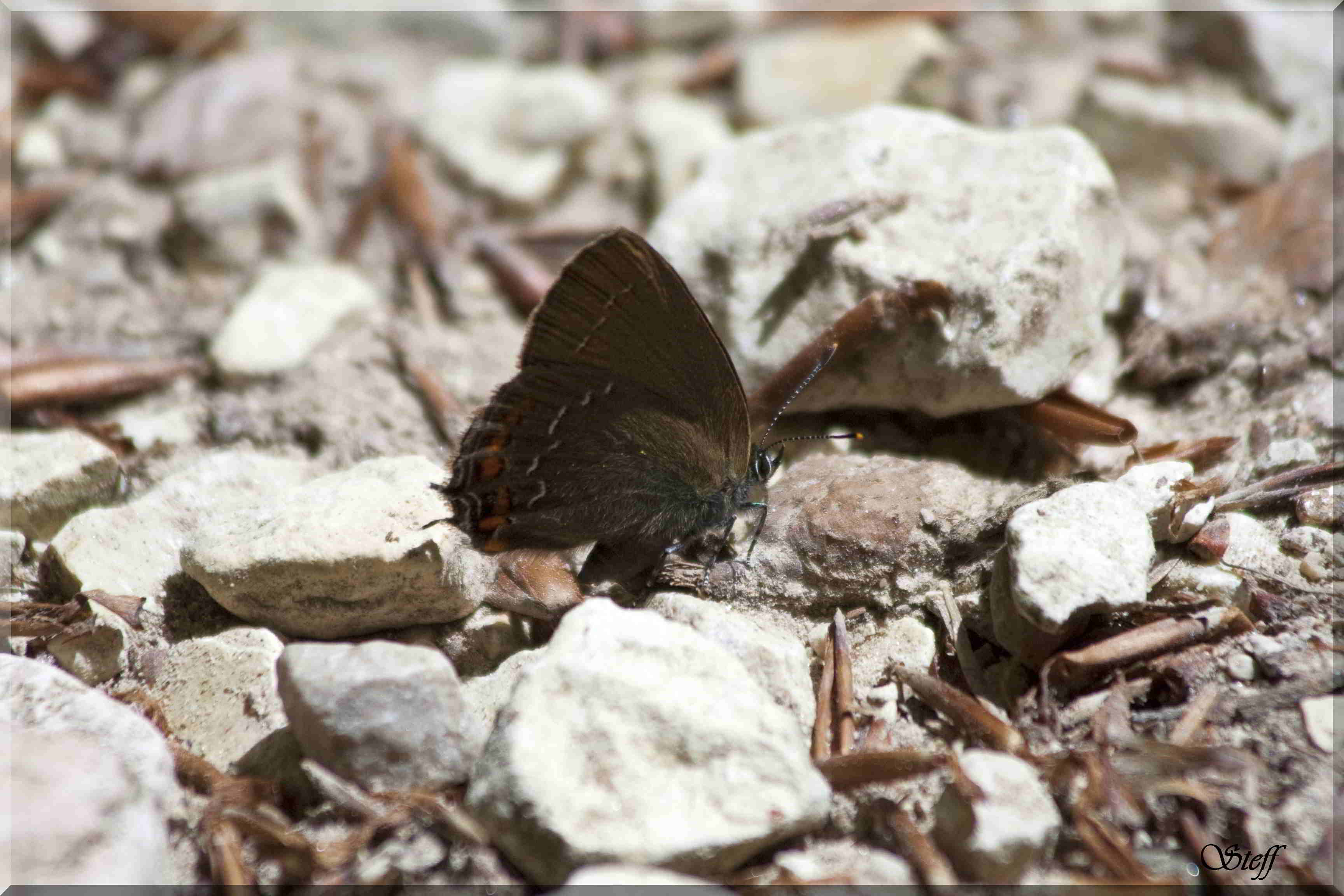 Satyrium ilicis ?