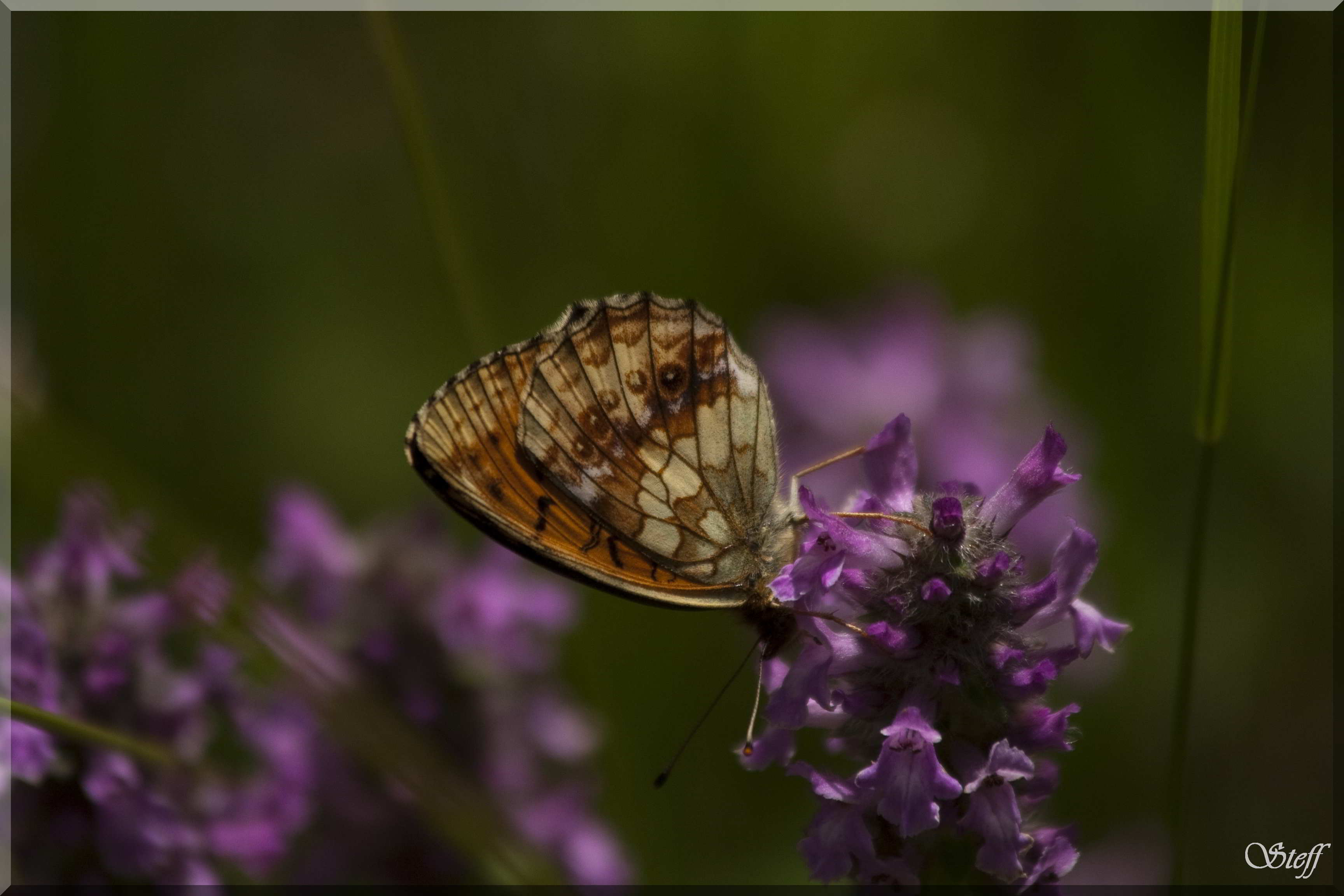 Brenthis o Boloria?