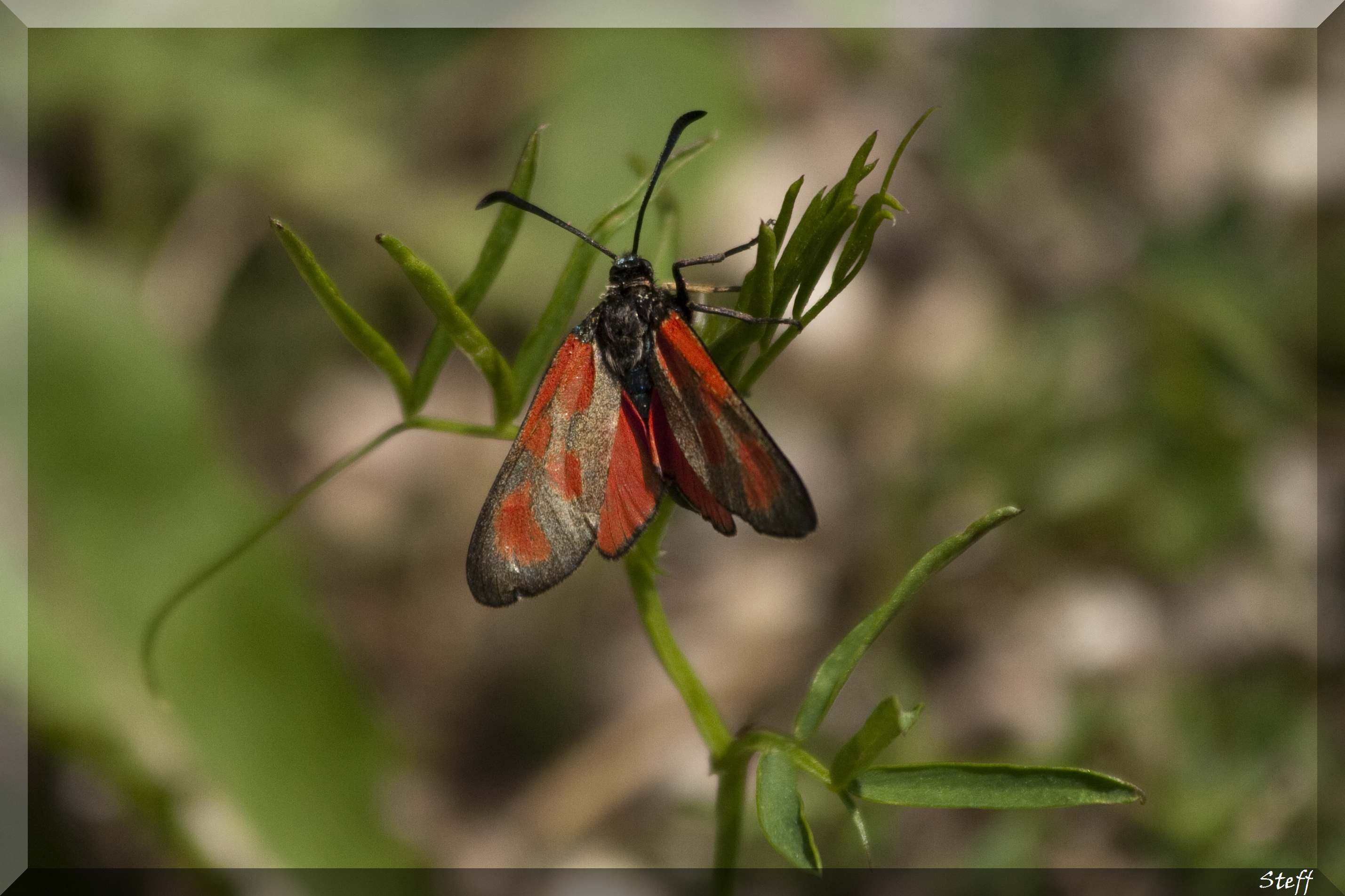 Zygaena loti? S