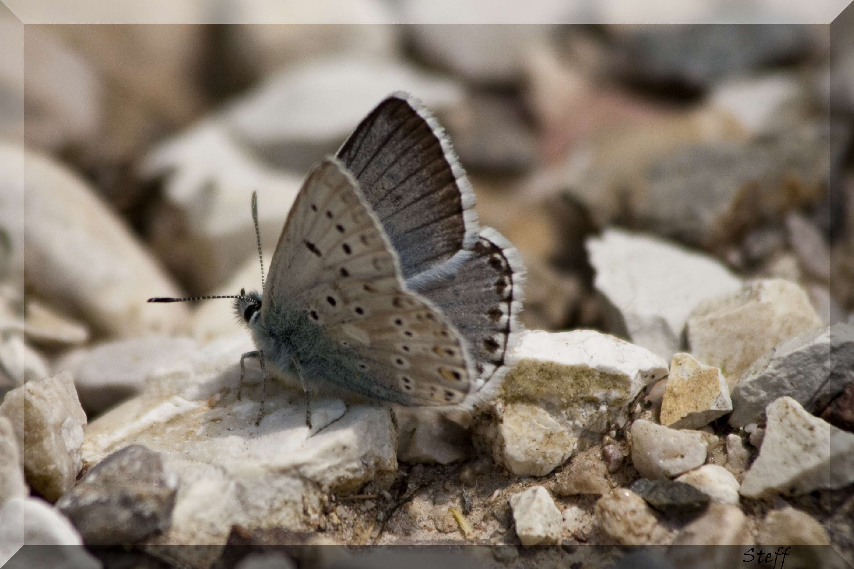 Polyommatus coridon?