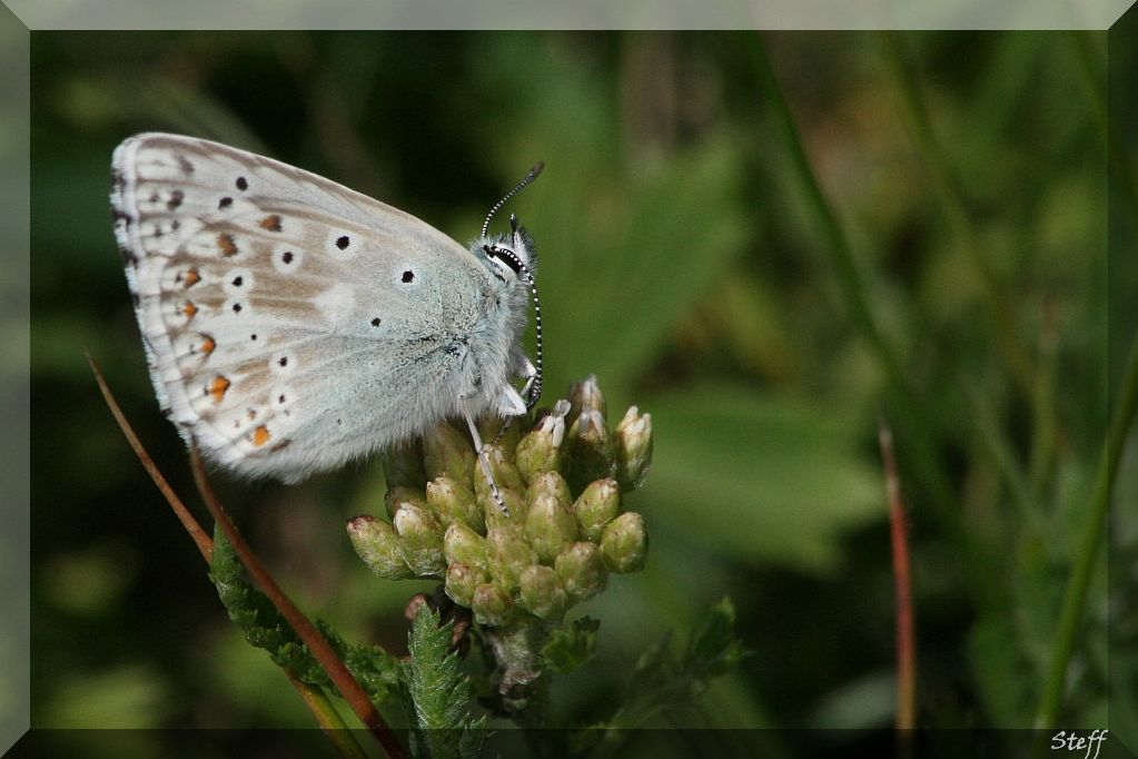 Polyommatus coridon?