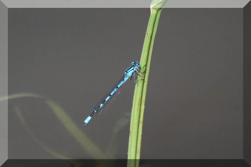 Coenagrion....???