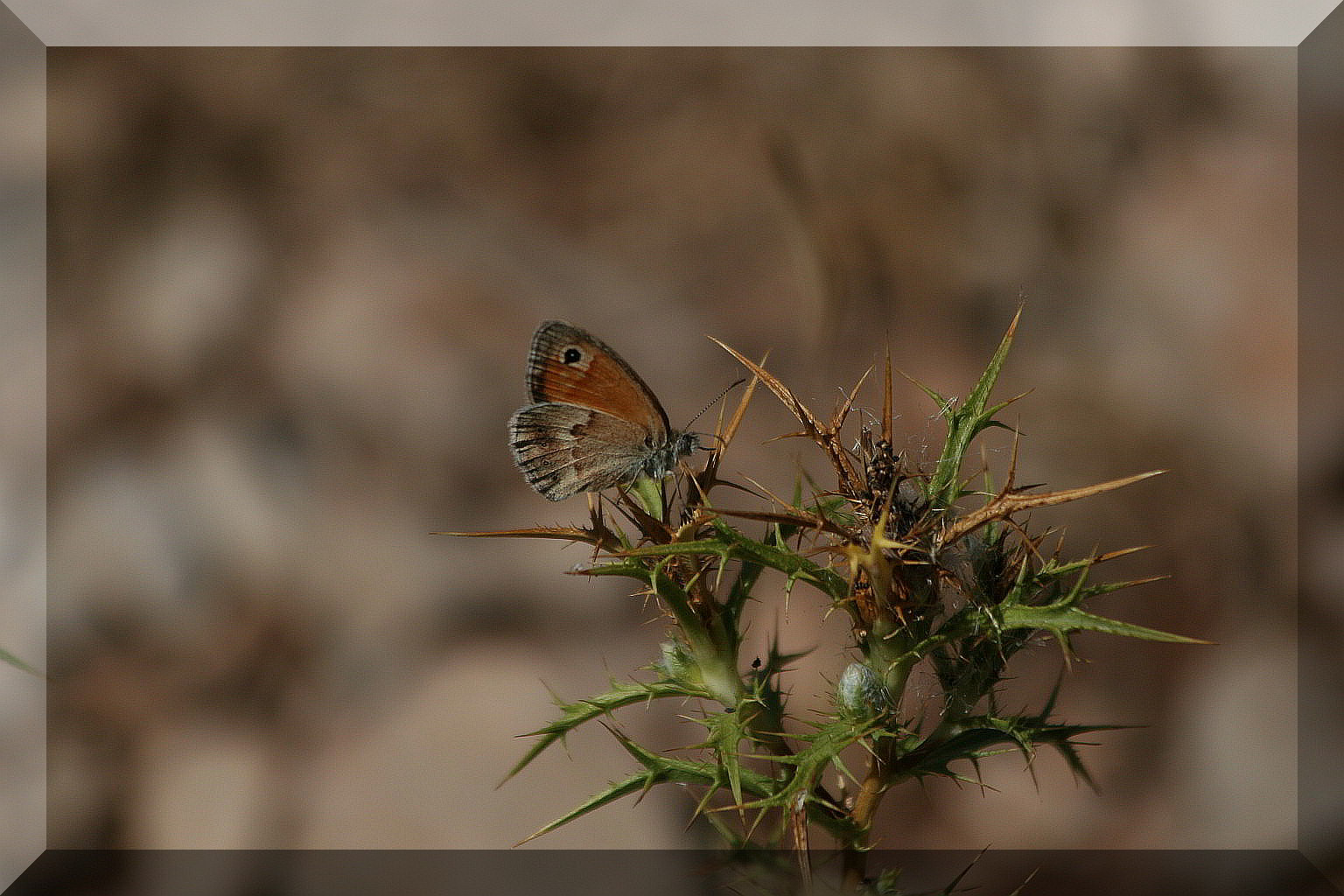 Coenonympha croata