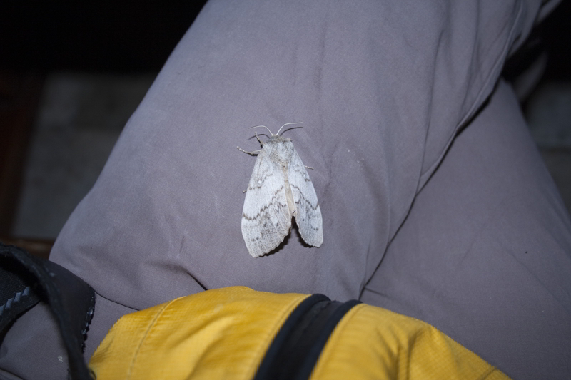 falena croata - Dendrolimus pini