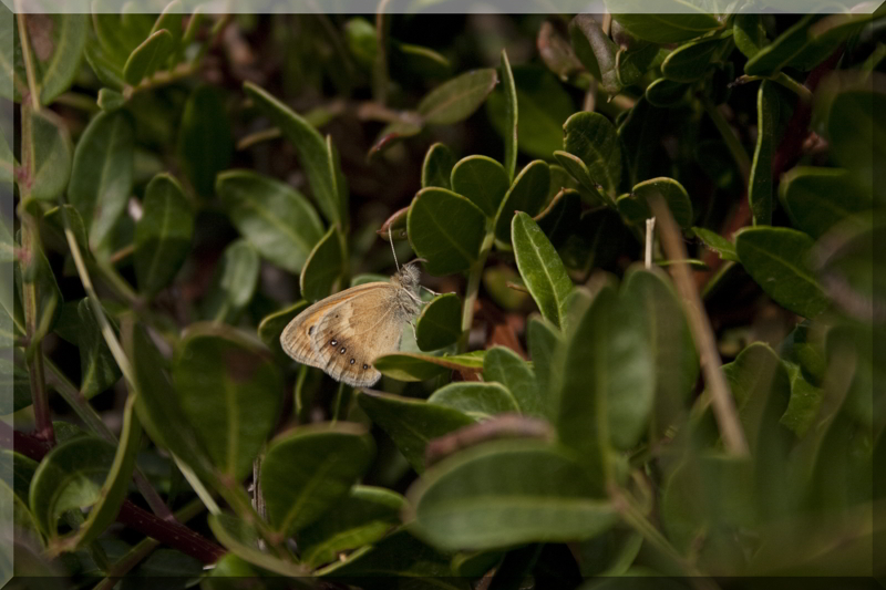 Coenonympha croata