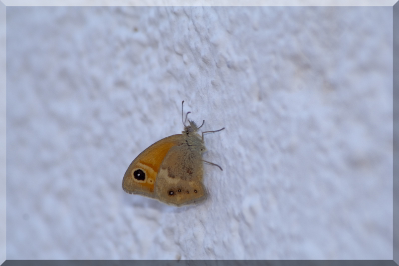 Coenonympha croata