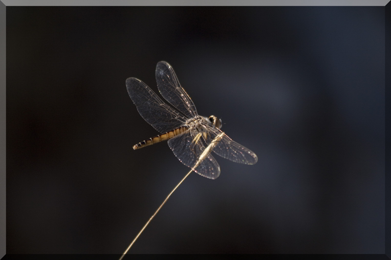 libellula croata