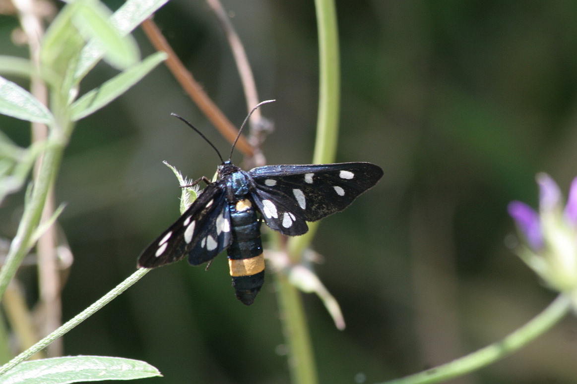 Amata phegea?