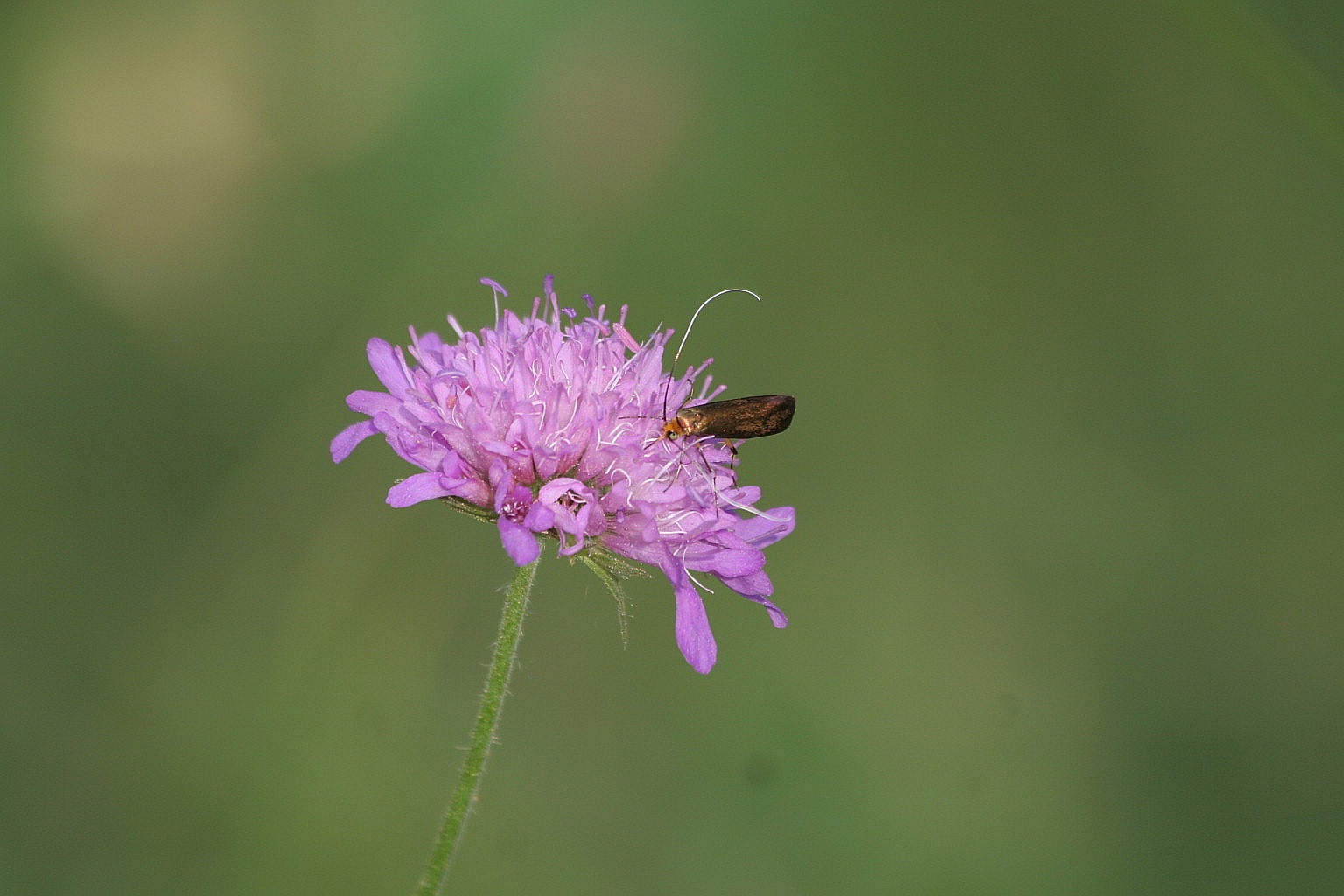 microlepidettero bronzeo