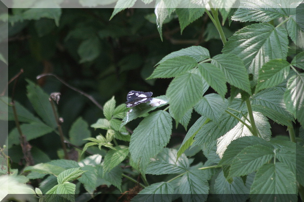 Limenitis reducta?