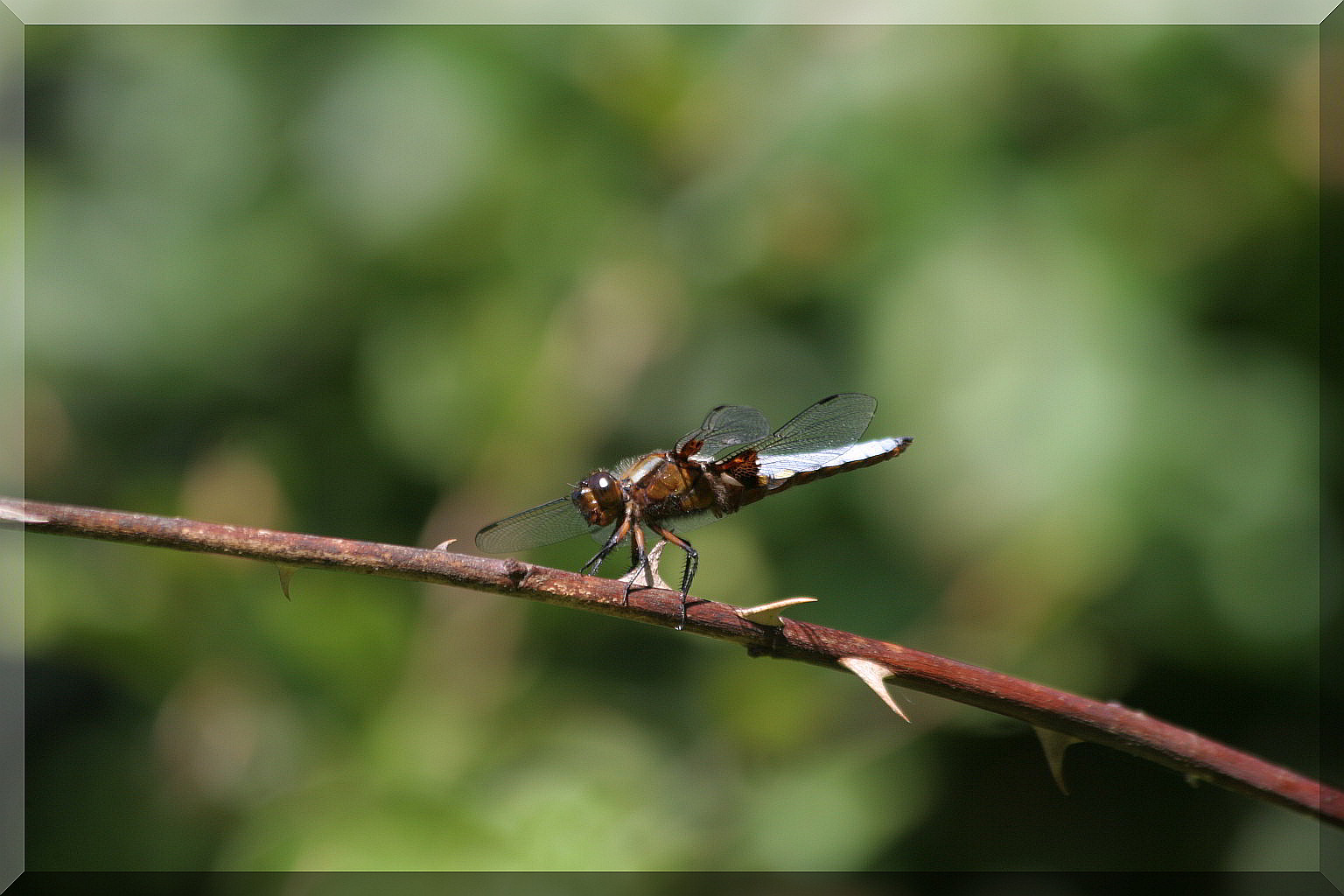 Libellula depressa?