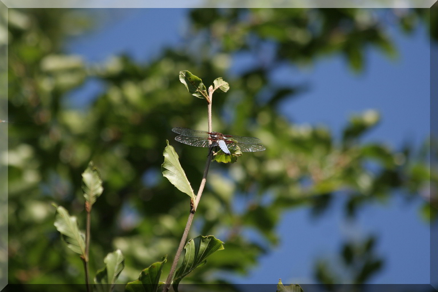 Libellula depressa?