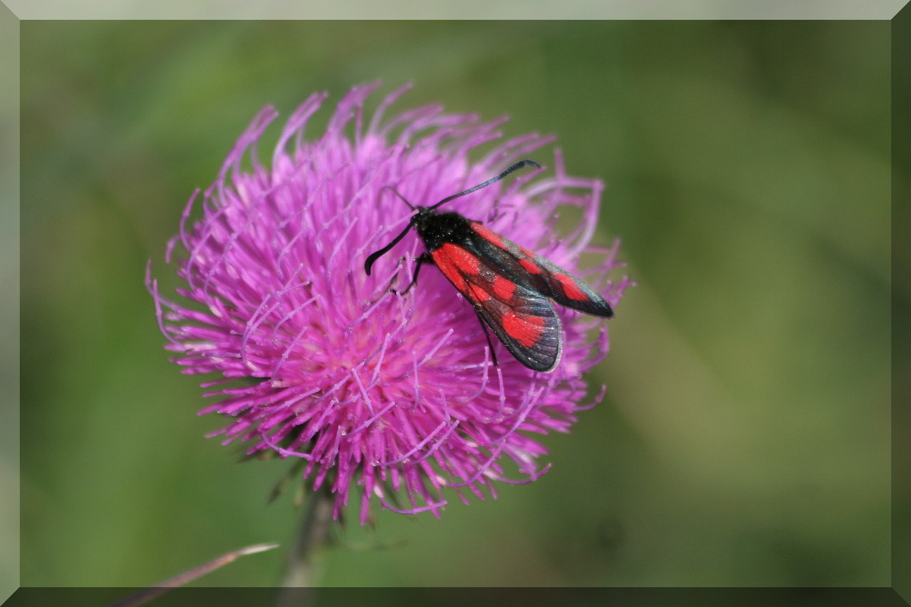 Zygaena loti