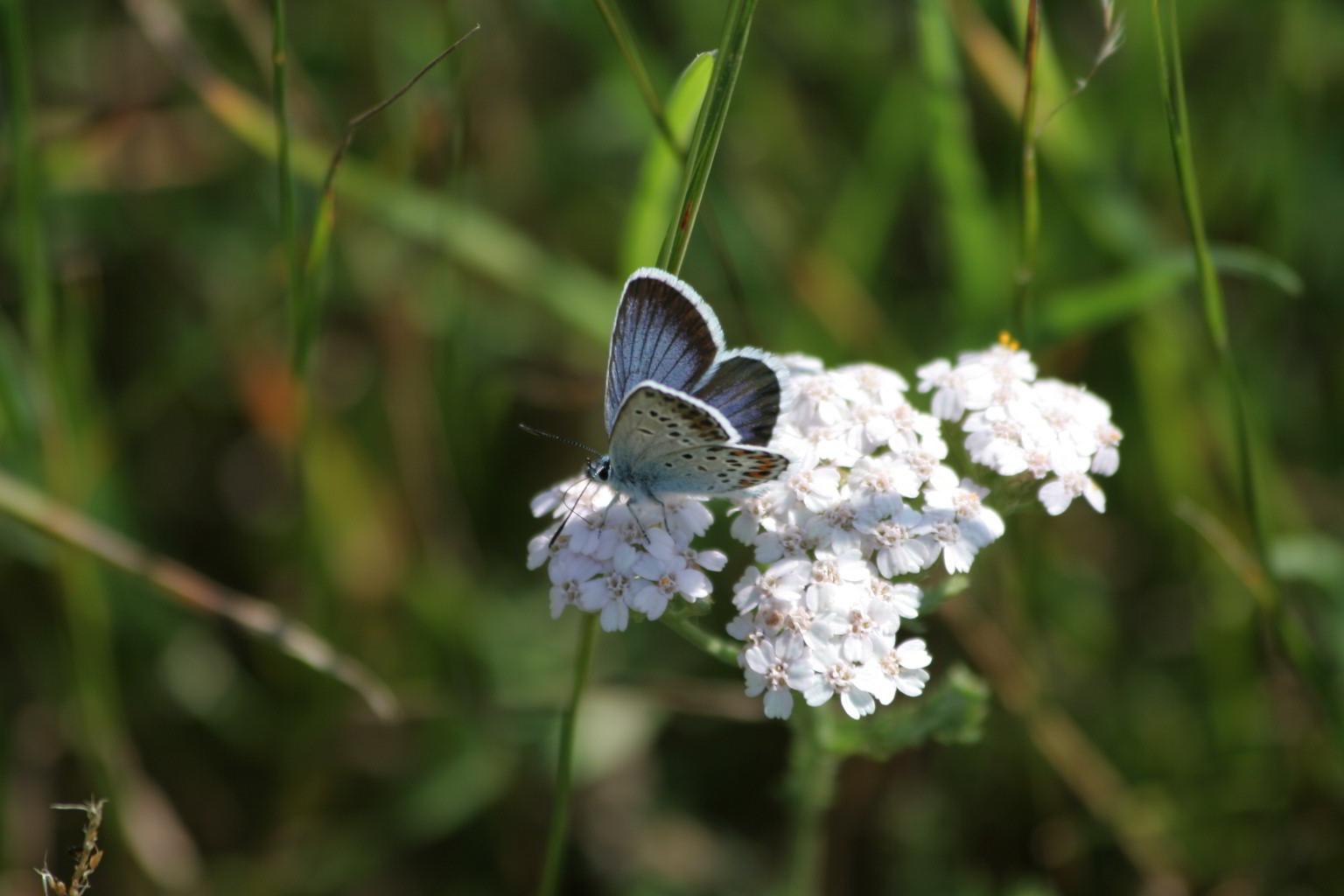 Plebejus argus? - S, Plebejus cf. argus