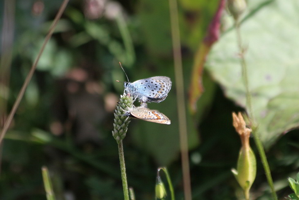 Plebejus argus? - S, Plebejus cf. argus