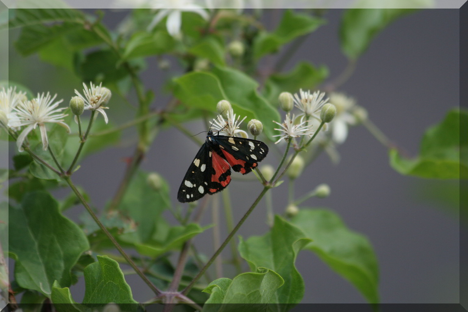 Callimorpha dominula