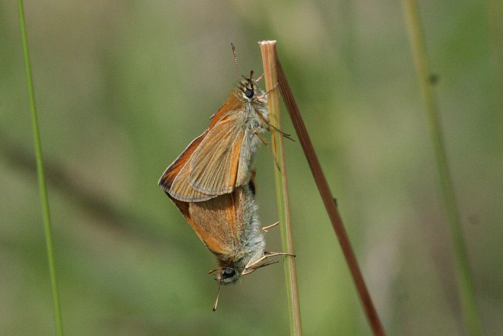 Thymelicus lineola in accoppiamento?