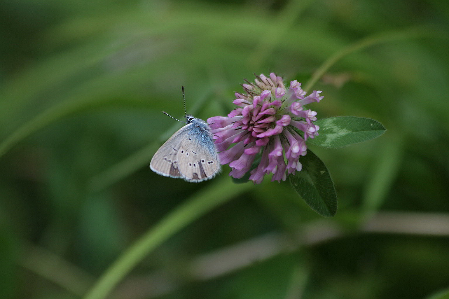 Cyaniris semiargus? Si, maschio