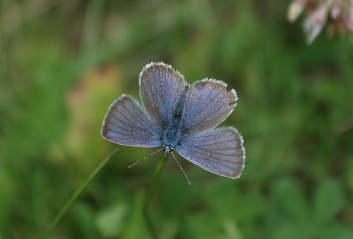 Cyaniris semiargus? Si, maschio