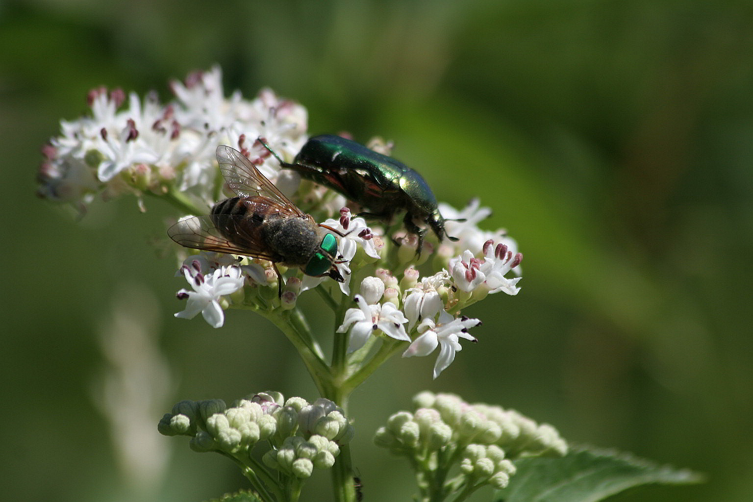 Mosca dagli occhioni verdi