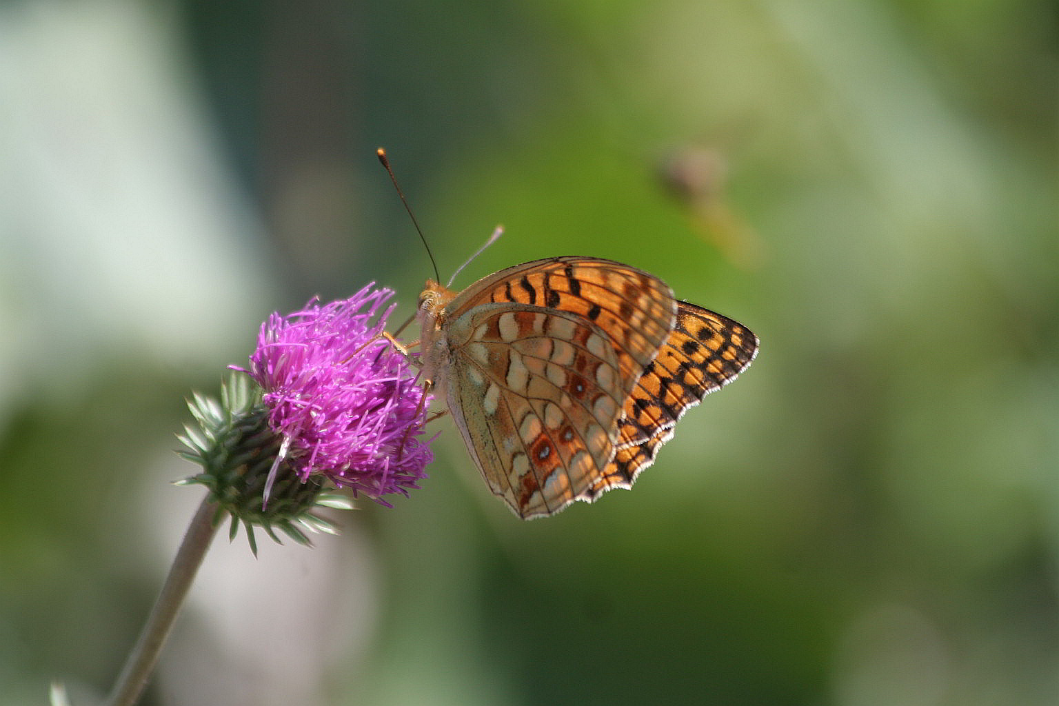 Argynnis adippe? o niobe? o...