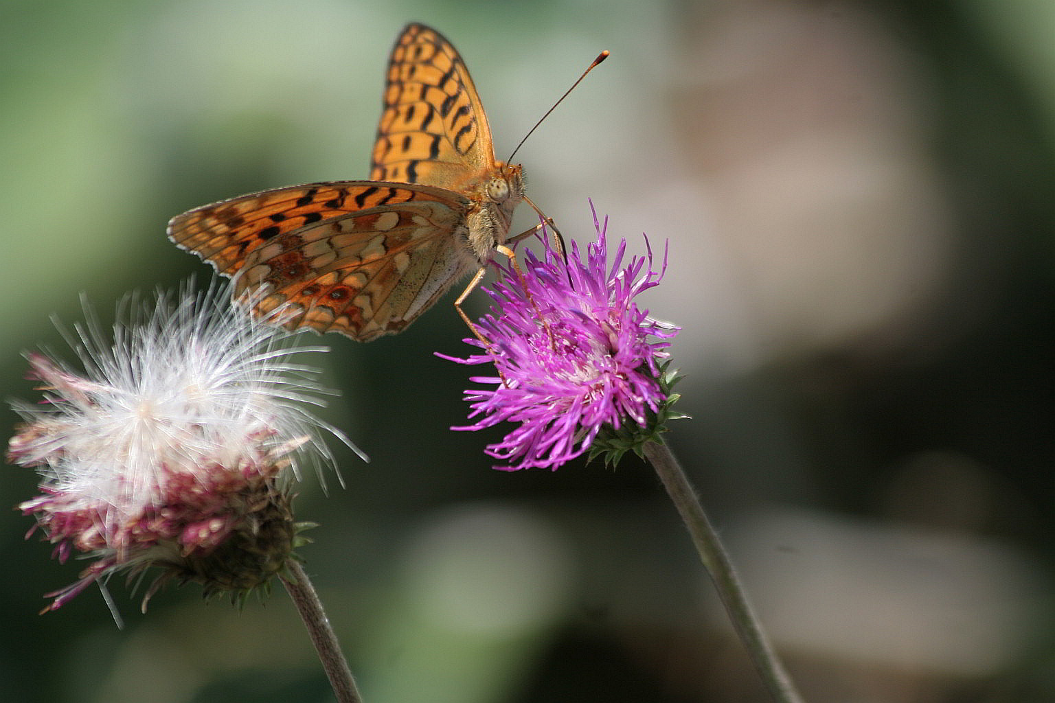 Argynnis adippe? o niobe? o...