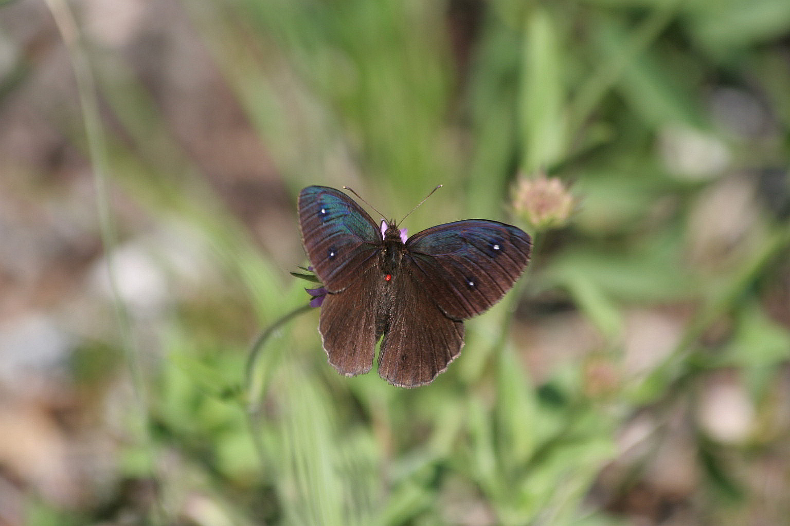 Satyrus ferula iridescente