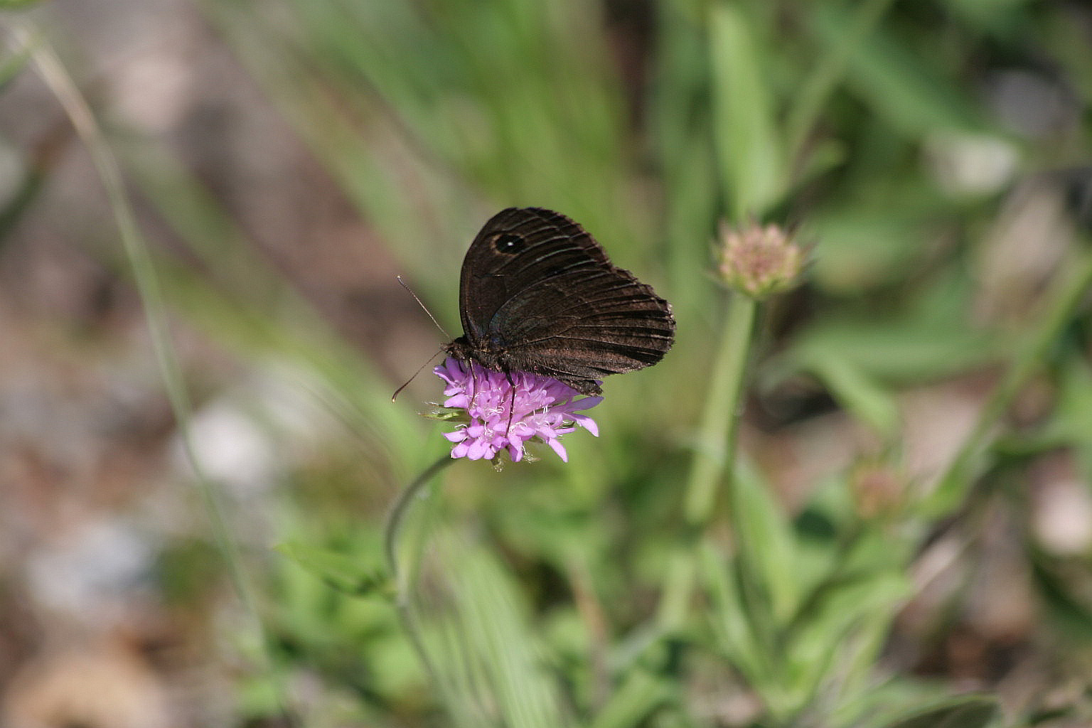 Satyrus ferula iridescente