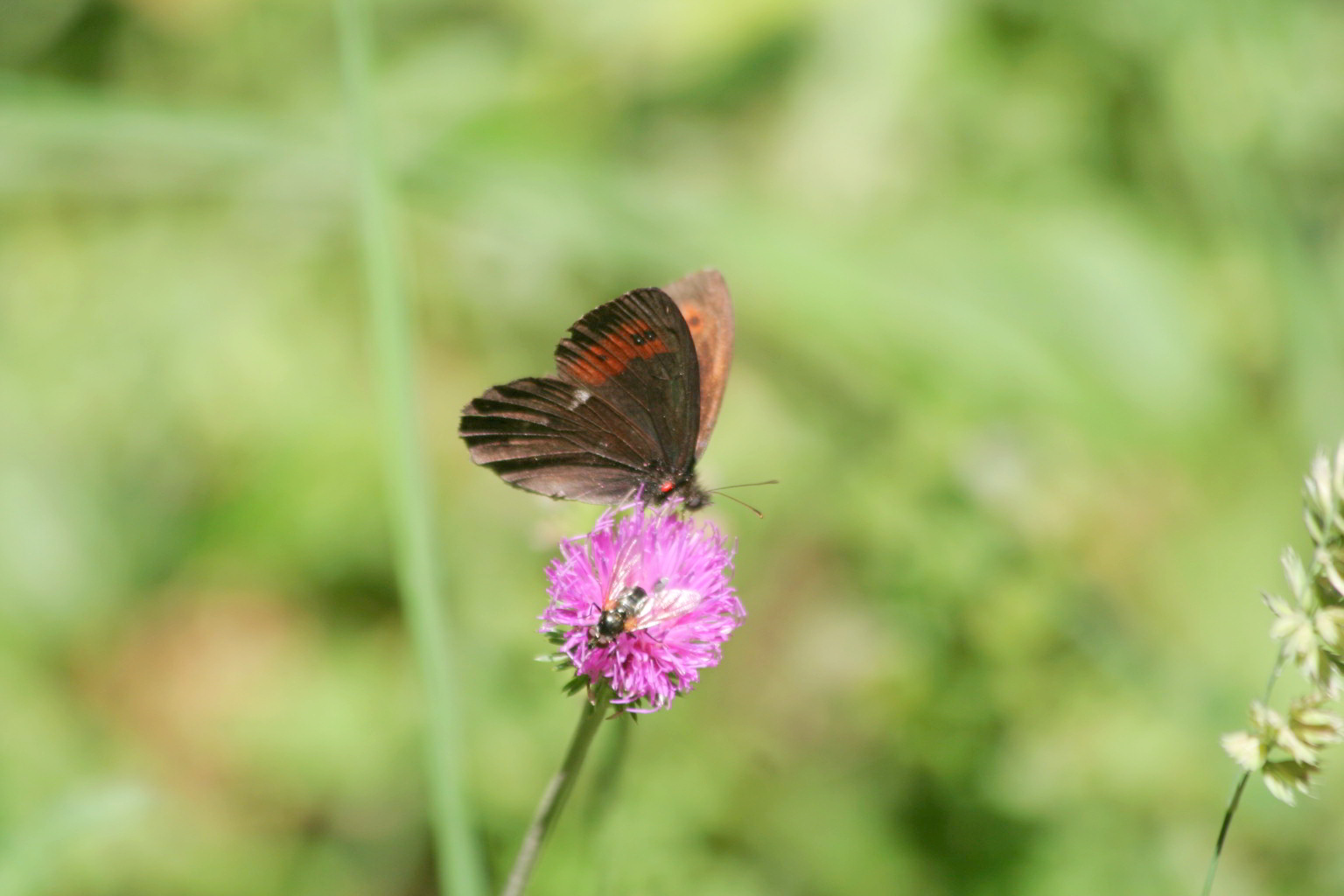 erebia