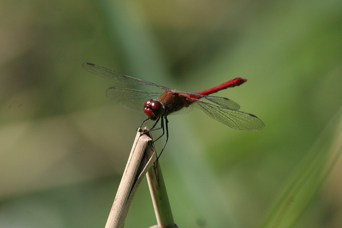 Sympetrum maschio. ma quale?