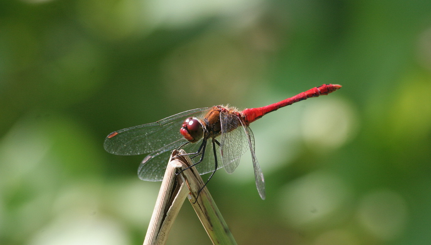 Sympetrum maschio. ma quale?