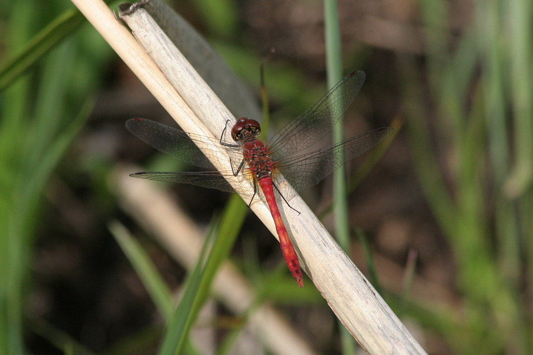 Sympetrum maschio. ma quale?