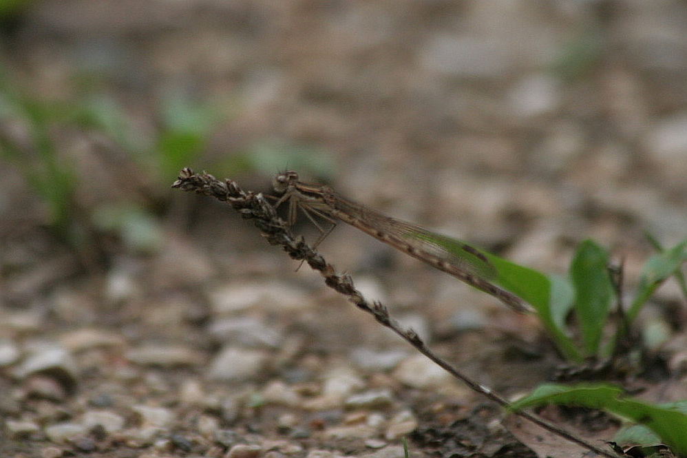 Sympecma fusca?