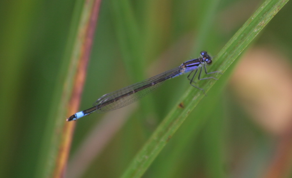 maschio di ischnura elegans?