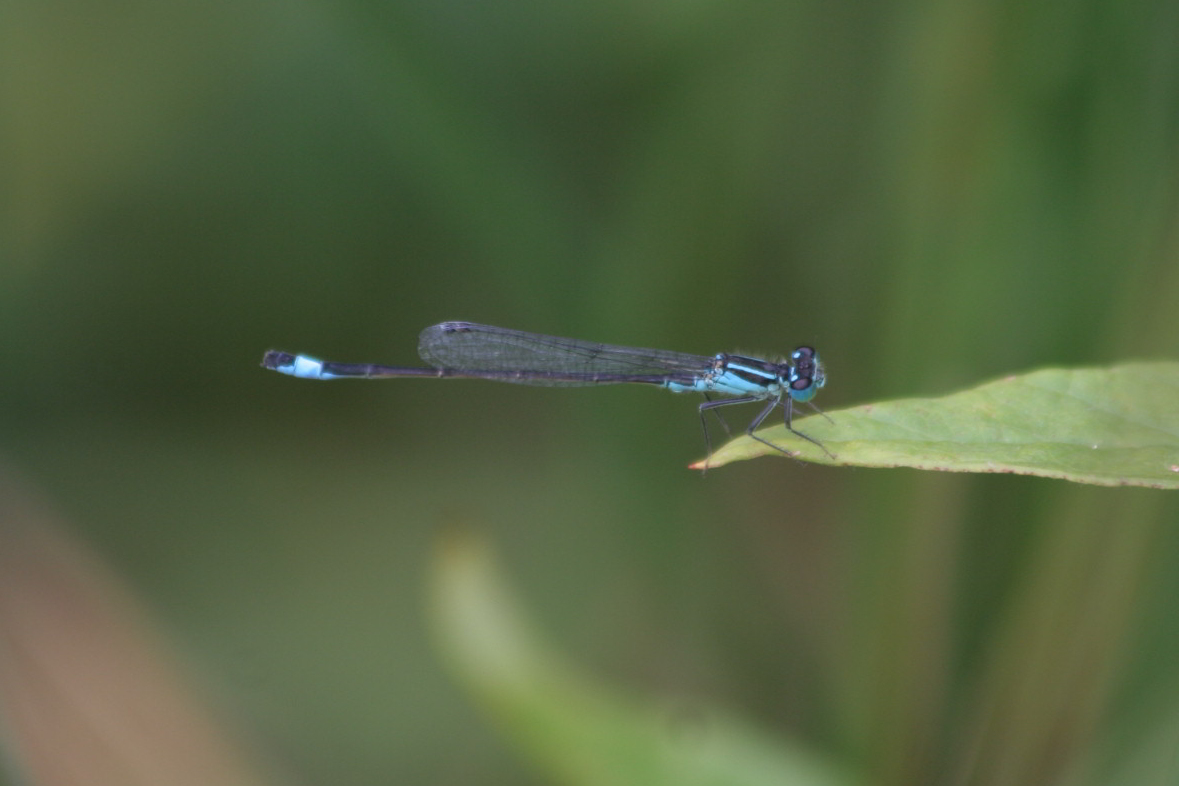 maschio di ischnura elegans?