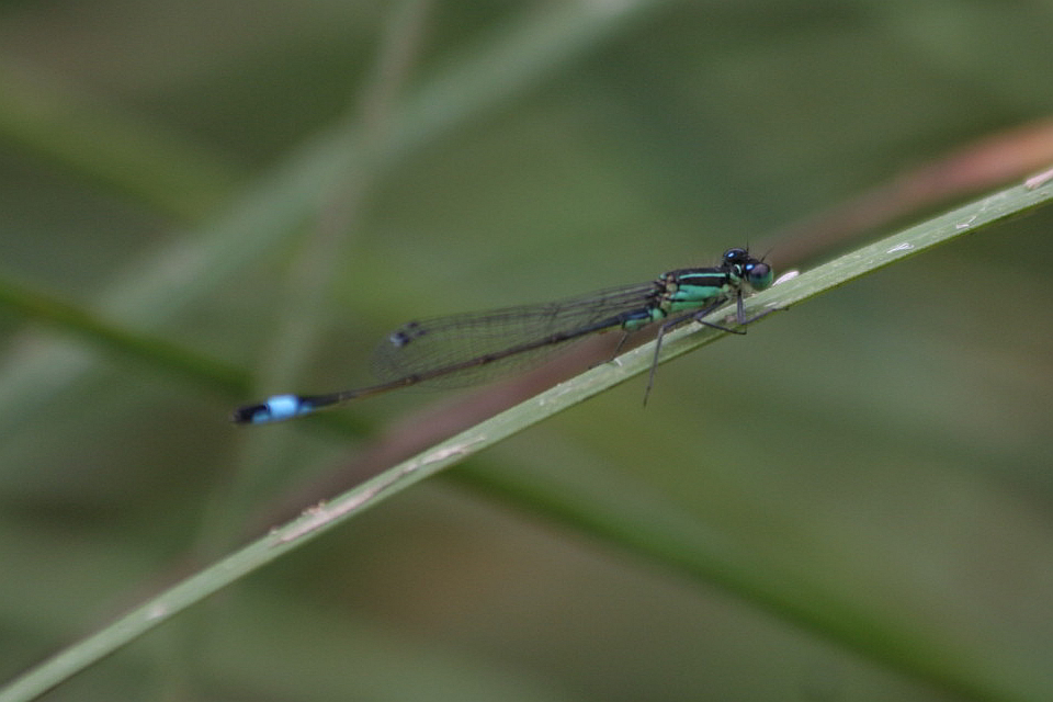 maschio di ischnura elegans?