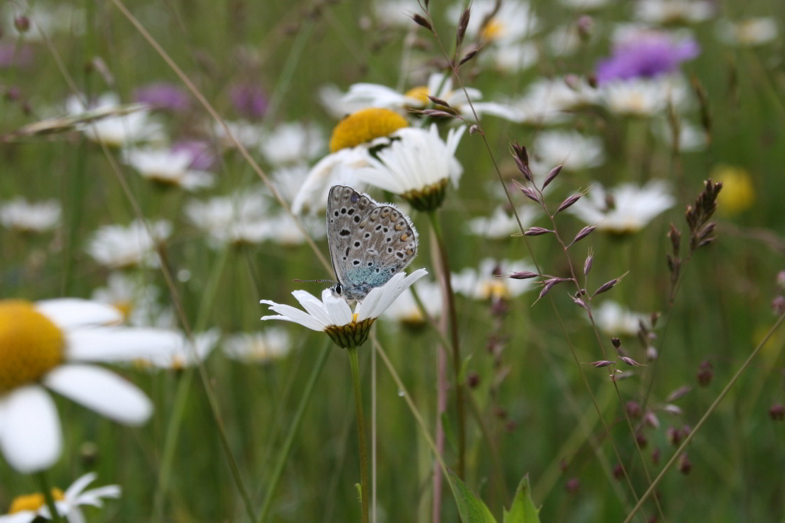 conferma Polyommatus bellargus