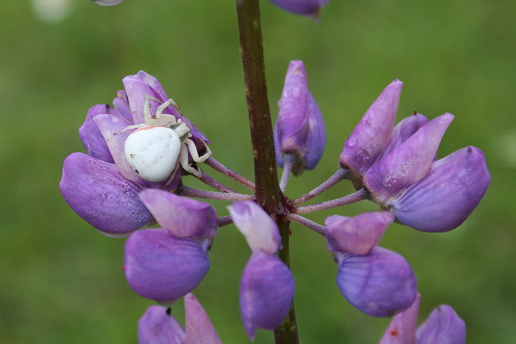 Misumena vatia