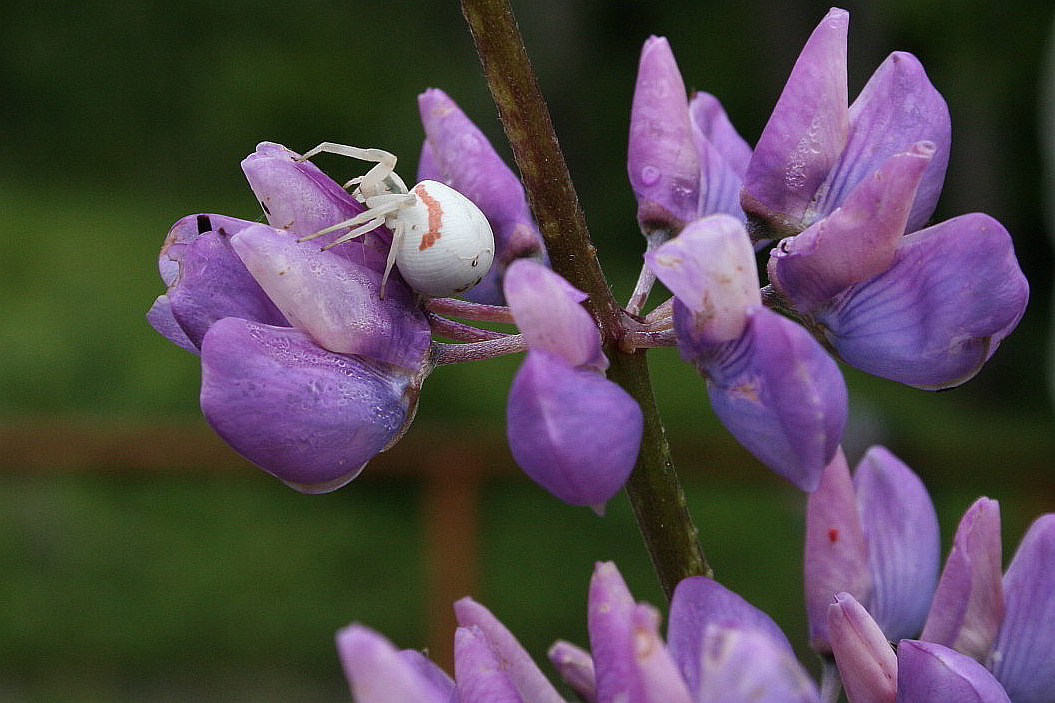 Misumena vatia