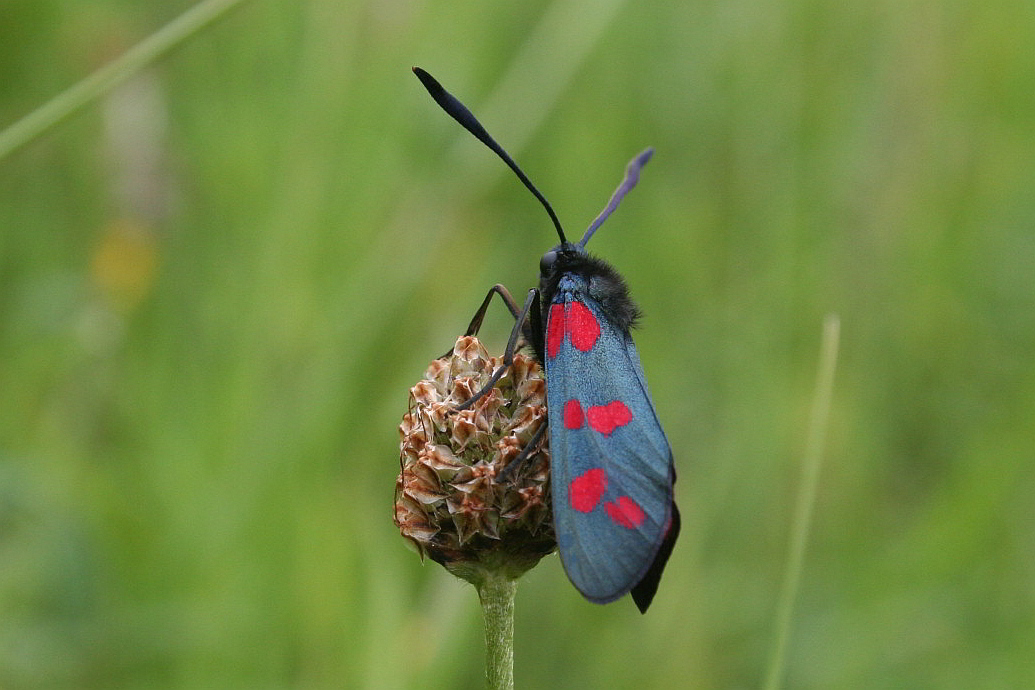 ancora zygaena filipendula?