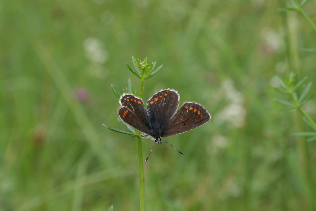 aiuto licenide