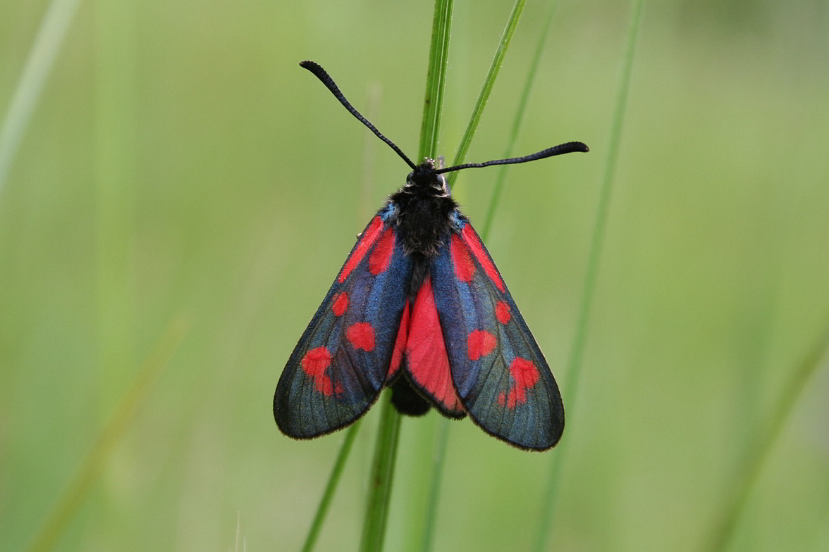 Zygaena....