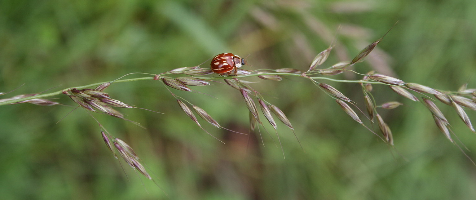 coccinella: Myzia oblongoguttata