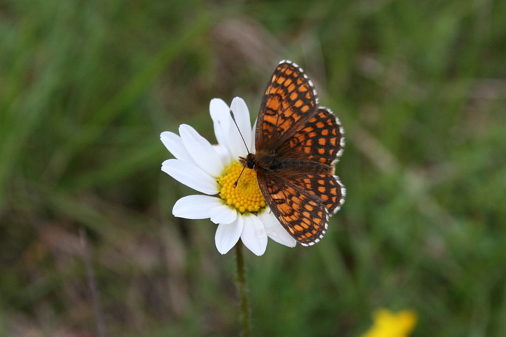 anche questa  Melitaea athalia?