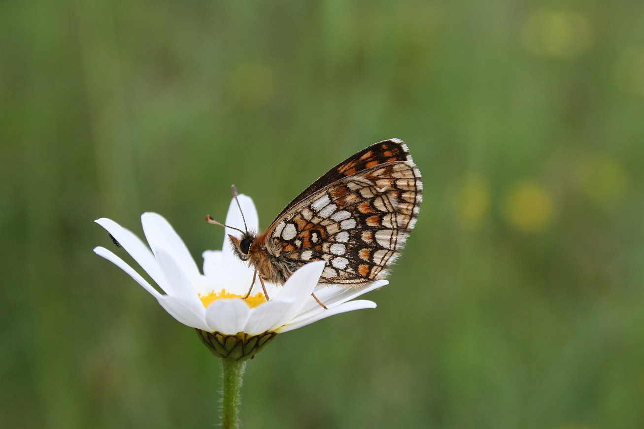 anche questa  Melitaea athalia?